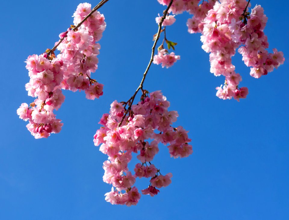 Pink double cherry blossoms in Torp 7