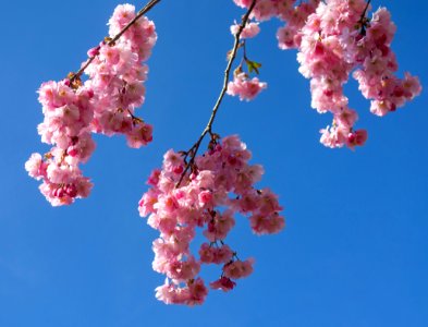 Pink double cherry blossoms in Torp 7