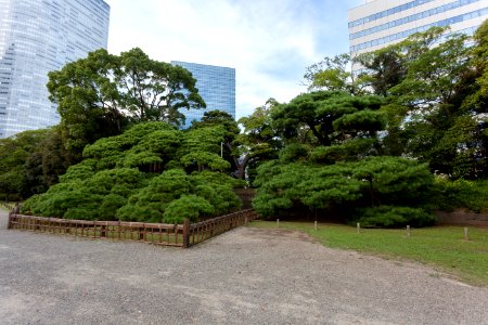 Pinie im Hamarikyū-Park