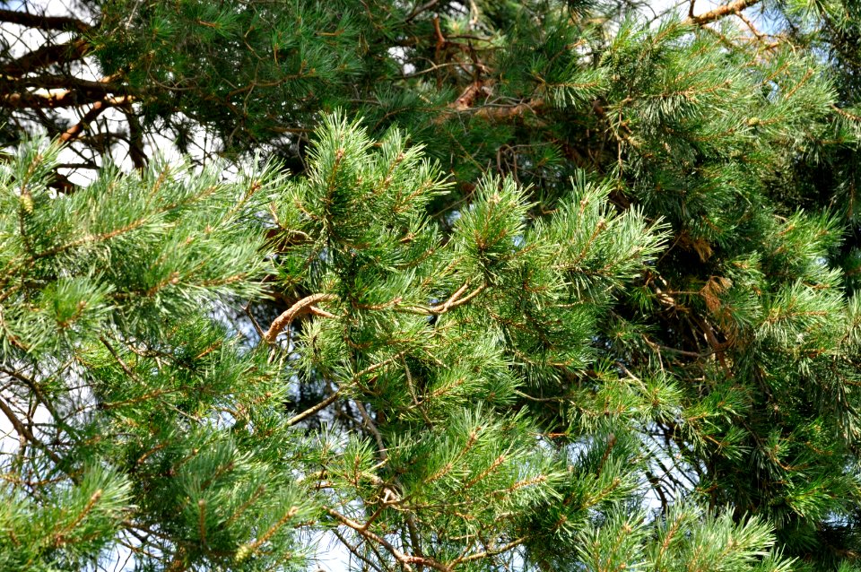 Pinus-sylvestris-02-fws