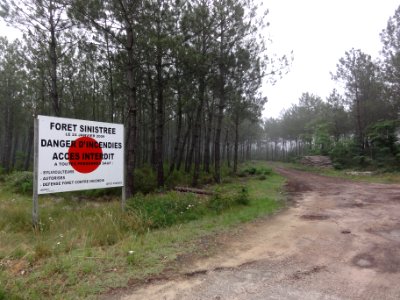 Pissos (Landes) Forêt sinistrée 2009