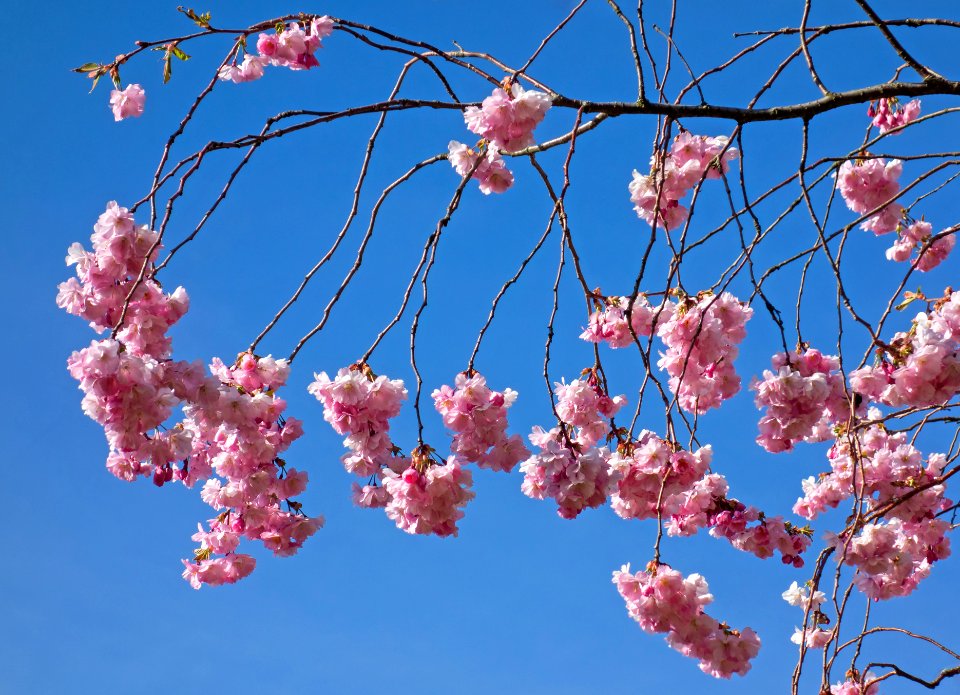 Pink double cherry blossoms in Torp 10