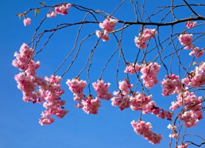 Pink double cherry blossoms in Torp 10