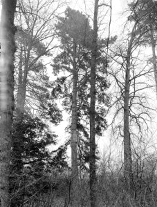 Pinussoorten, pinus nigra, Bestanddeelnr 168-0117