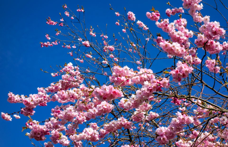 Pink double cherry blossoms in Torp 1