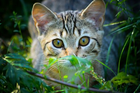 Domestic cat pet kitten photo