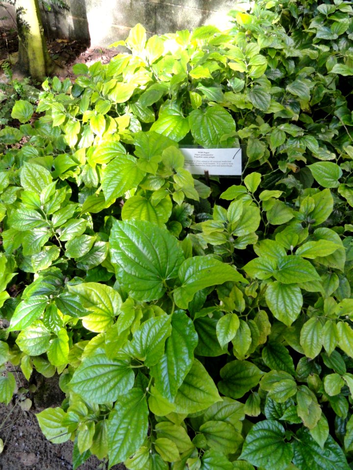 Piper guahamense - Guam Zoological, Botanical and Marine Garden - DSC01061