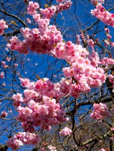 Pink double cherry blossoms in Torp 4
