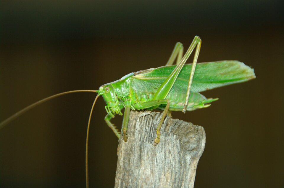 Konik grasshopper feb