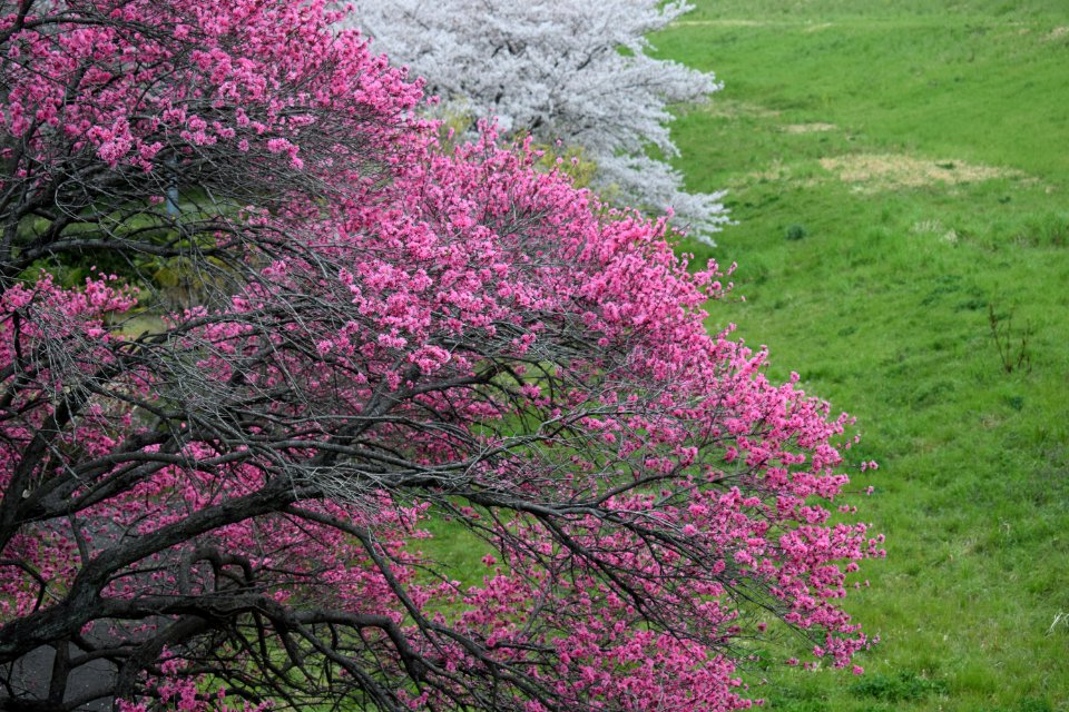 Pink and white peach blossom in Saiko Doman Green Park