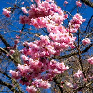 Pink double cherry blossoms in Torp 3