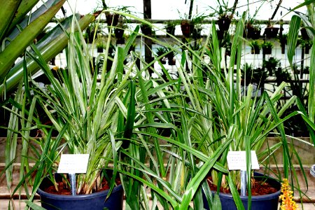 Pitcairnia integrifolia - Botanischer Garten - Heidelberg, Germany - DSC01223