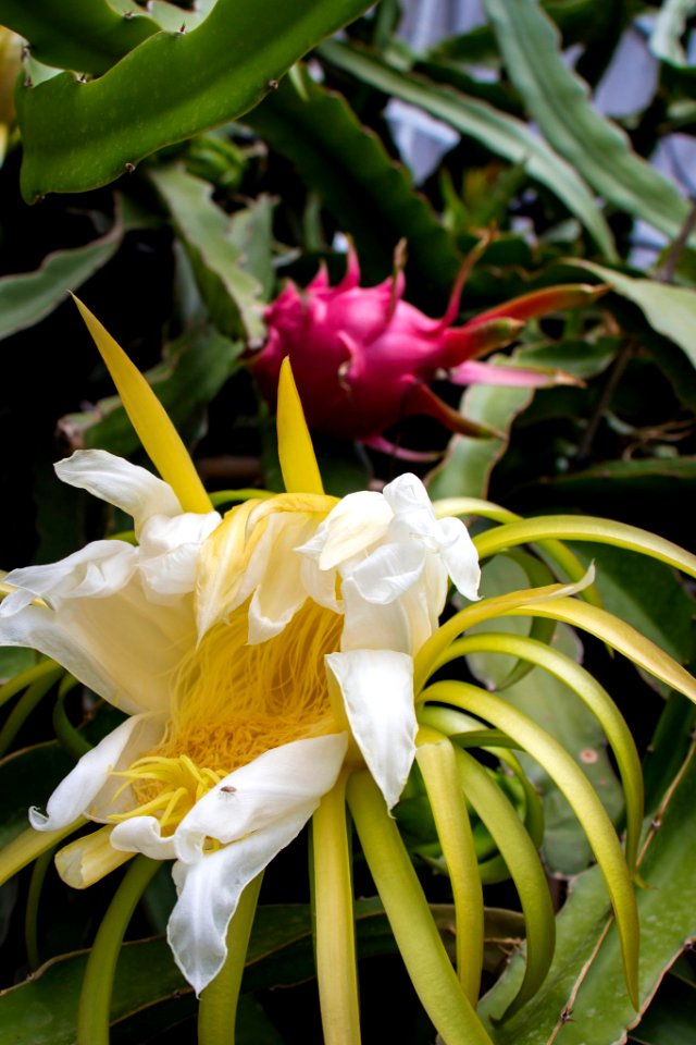 Pitaya (167198001)