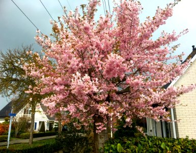 Pink cherry blossom in Bemmel