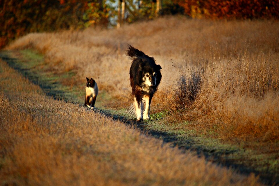 Walk border collie border