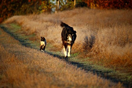 Walk border collie border