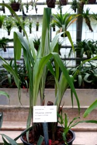 Pitcairnia elvirae - Botanischer Garten - Heidelberg, Germany - DSC01209