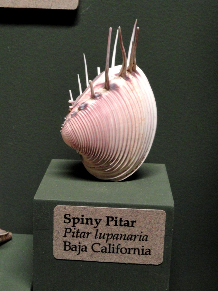 Pitar lupanaria - Pacific Grove Museum of Natural History - DSC06679