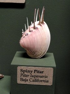 Pitar lupanaria - Pacific Grove Museum of Natural History - DSC06679