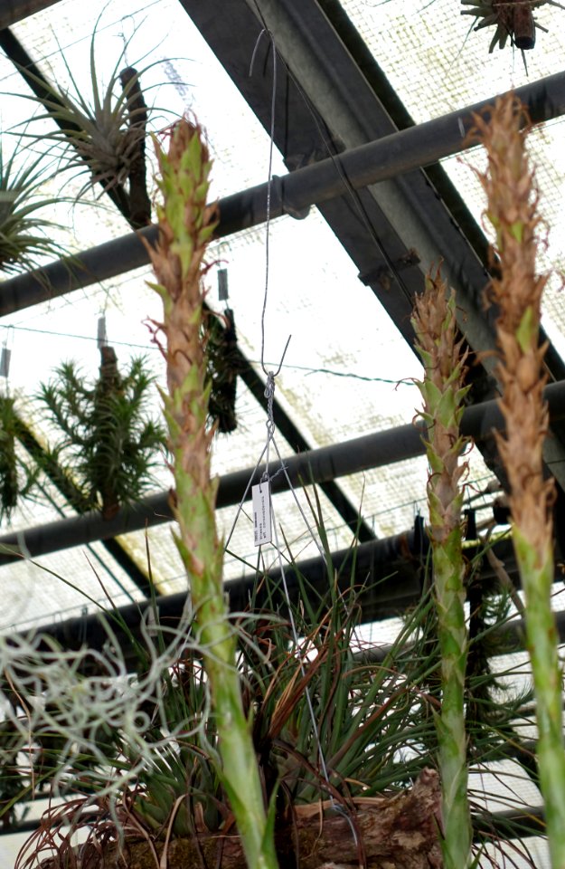 Pitcairnia sceptrigera - Botanischer Garten - Heidelberg, Germany - DSC01222