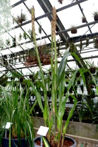 Pitcairnia sceptrigera - Botanischer Garten - Heidelberg, Germany - DSC01221