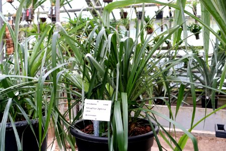 Pitcairnia lignosa - Botanischer Garten - Heidelberg, Germany - DSC01216