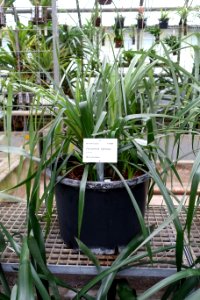 Pitcairnia lignosa - Botanischer Garten - Heidelberg, Germany - DSC01218
