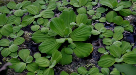 Pistia stratiotes in Kew Gardens