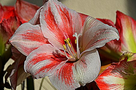 Pink red flowers