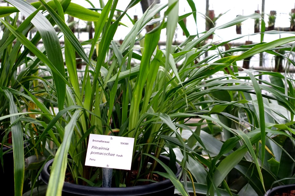 Pitcairnia pomacochae - Botanischer Garten - Heidelberg, Germany - DSC01240
