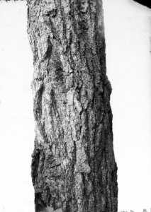 Pinussoorten, stam pinus ponderosa, Bestanddeelnr 168-0129