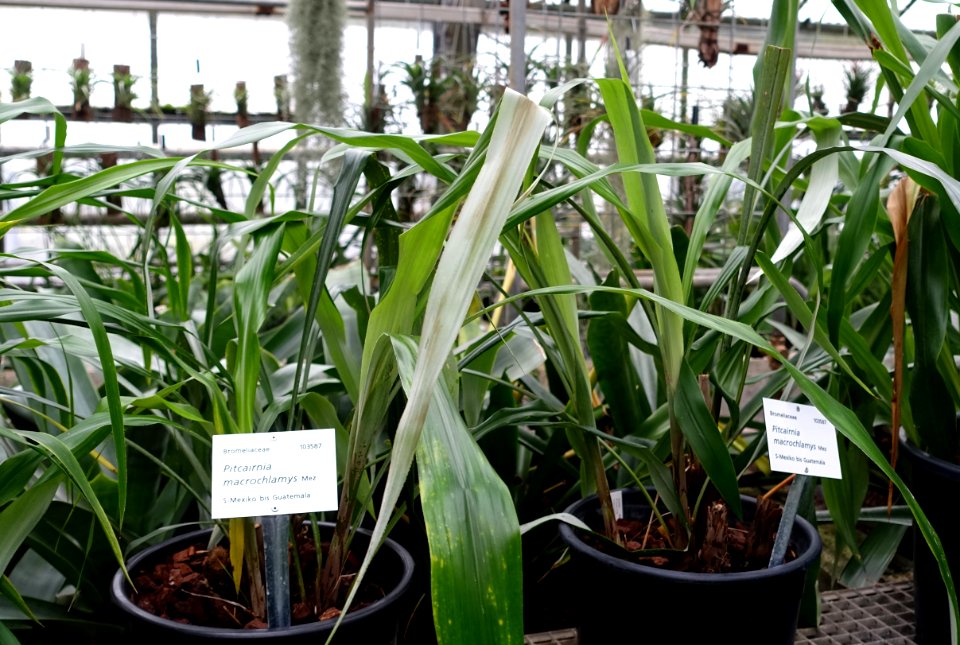 Pitcairnia macrochlamys - Botanischer Garten - Heidelberg, Germany - DSC01239