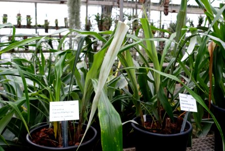Pitcairnia macrochlamys - Botanischer Garten - Heidelberg, Germany - DSC01239