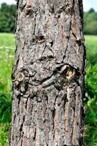 Pinus-sylvestris-03-fws