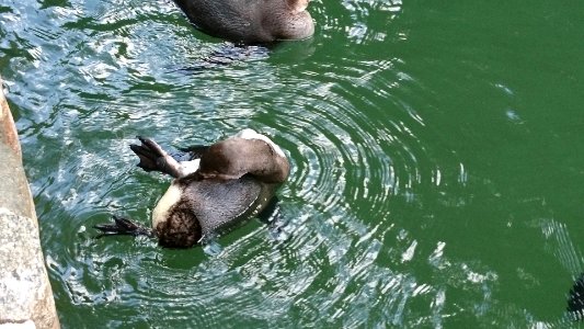 Pinguin, Weltvogelpark Walsrode