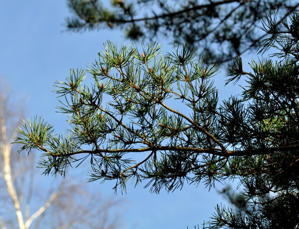 Pinus-sylvestris-07-fws