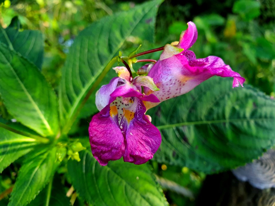 Pink-white flowers at Institute for Nature Study 2