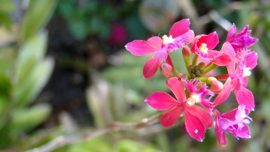 Pink Epidendrum Orchid (222646179)