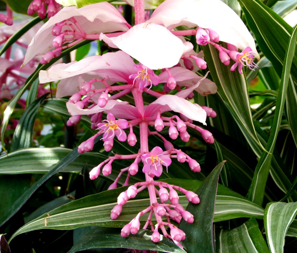 Pink flower unidentified plant 3