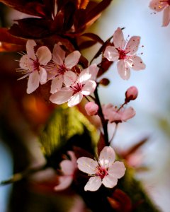 Pink Flowers (205477759) photo