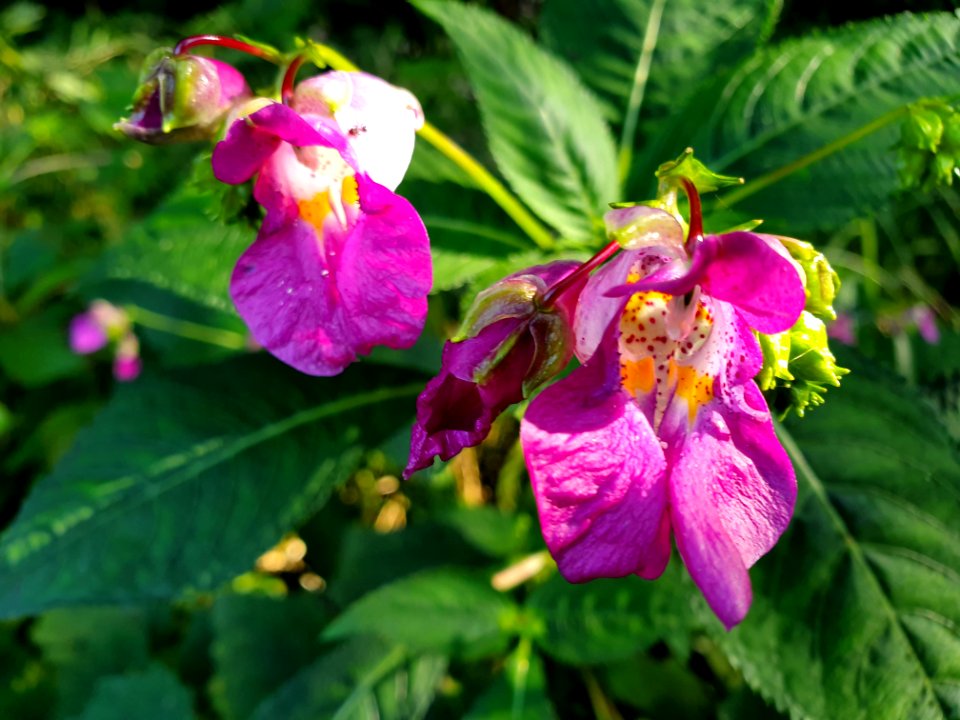 Pink-white flowers at Institute for Nature Study
