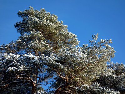 Pine with some snow in Brastad photo