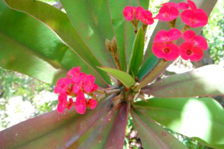 Pink flowers Adelaide