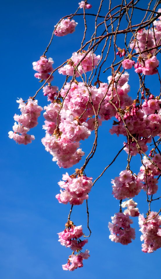 Pink double cherry blossoms in Torp 11