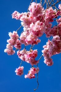 Pink double cherry blossoms in Torp 12