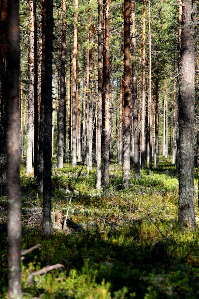 Pine forest Haukipudas Oulu 20130908 02