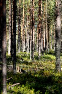 Pine forest Haukipudas Oulu 20130908 02