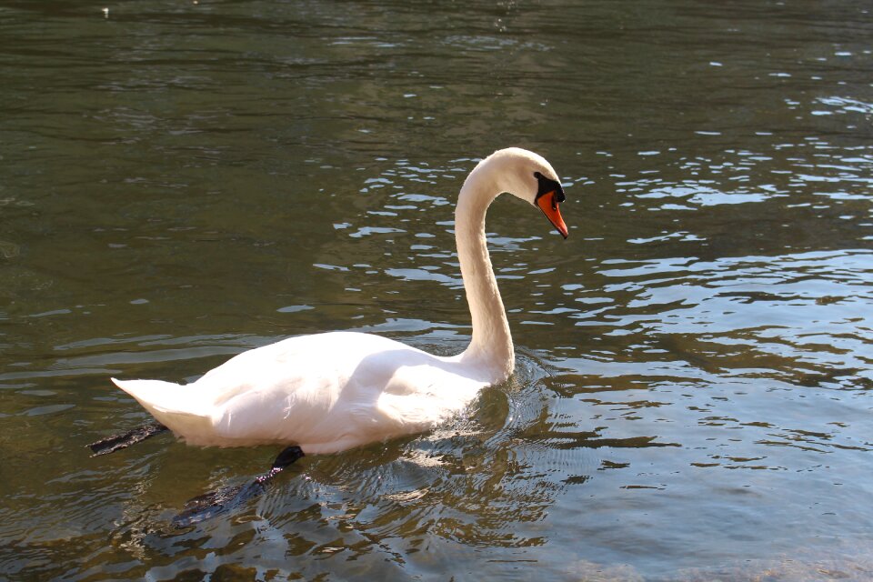 White animal water bird