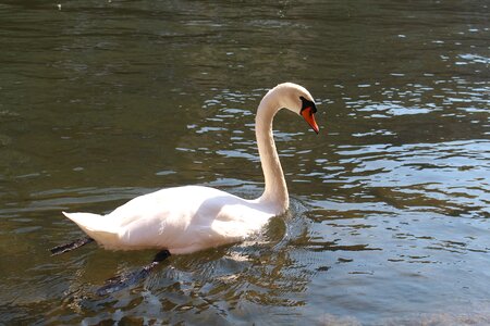 White animal water bird
