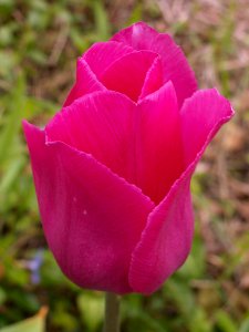 Pink Tulip, 2020-05-05, Beechview, 01